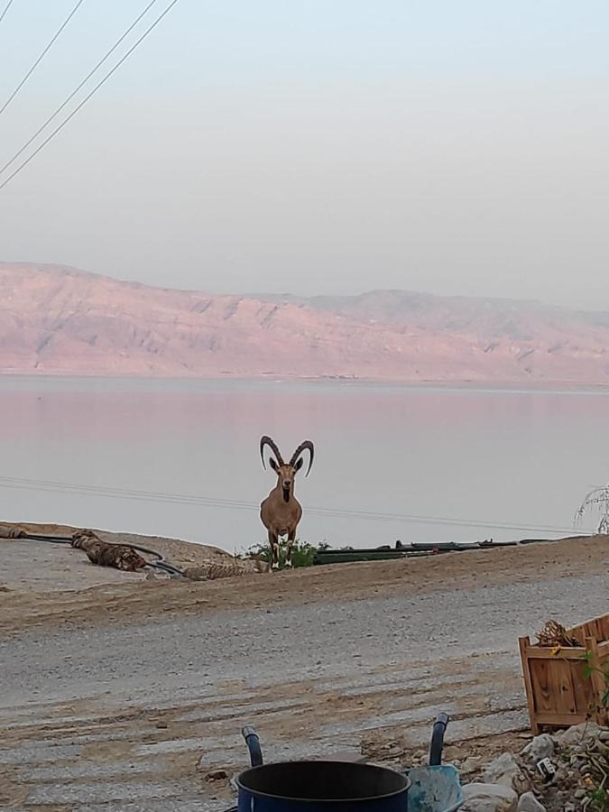 Ein Gedi Caravan By Dory Caravan Eksteriør billede